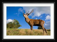 UK Red Deer in countryside Fine Art Print