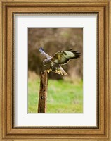 UK, Common Buzzard bird on wooden post Fine Art Print