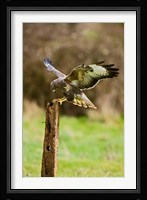 UK, Common Buzzard bird on wooden post Fine Art Print