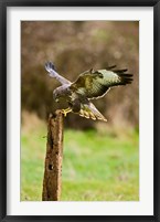 UK, Common Buzzard bird on wooden post Fine Art Print