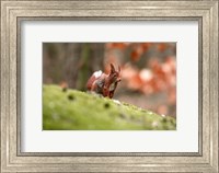 UK, England Red Squirrel Fine Art Print