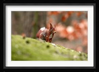UK, England Red Squirrel Fine Art Print