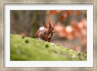 UK, England Red Squirrel Fine Art Print