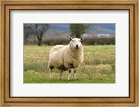 UK, England, Cotswold Sheep farm animal Fine Art Print