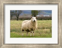 UK, England, Cotswold Sheep farm animal Fine Art Print