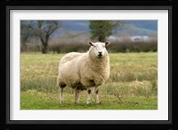 UK, England, Cotswold Sheep farm animal Fine Art Print