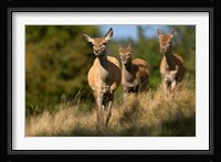 UK, England, Red Deer, Hinds on heathland Fine Art Print
