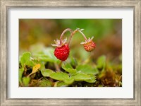 UK, England, Strawberry fruit, garden Fine Art Print
