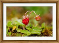 UK, England, Strawberry fruit, garden Fine Art Print
