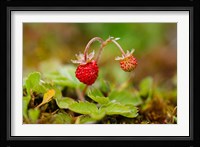 UK, England, Strawberry fruit, garden Fine Art Print
