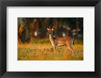 UK, Forest of Dean, Fallow Deer Fine Art Print