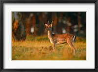 UK, Forest of Dean, Fallow Deer Fine Art Print