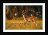 UK, Forest of Dean, Fallow Deer Fine Art Print
