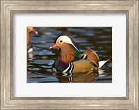 UK, Mandarin Duck wildlife Fine Art Print