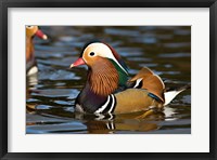 UK, Mandarin Duck wildlife Fine Art Print