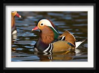 UK, Mandarin Duck wildlife Fine Art Print