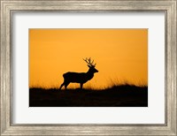 UK, Red Deer stag at dawn Fine Art Print