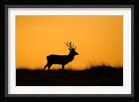 UK, Red Deer stag at dawn Fine Art Print