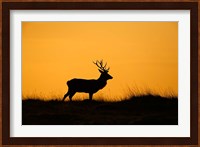 UK, Red Deer stag at dawn Fine Art Print