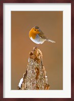 UK, Robin bird on tree stump, Winter Fine Art Print