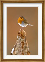 UK, Robin bird on tree stump, Winter Fine Art Print