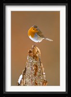 UK, Robin bird on tree stump, Winter Fine Art Print