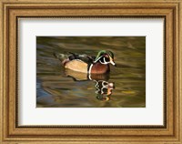 USA Carolina or Wood Duck, reflected in a Pond Fine Art Print