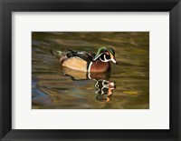 USA Carolina or Wood Duck, reflected in a Pond Fine Art Print