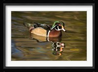 USA Carolina or Wood Duck, reflected in a Pond Fine Art Print