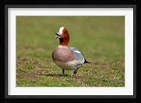Wigeon bird walking on grass England, UK Fine Art Print