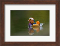 Wild Mandarin Duck, green lake, UK Fine Art Print