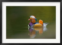 Wild Mandarin Duck, green lake, UK Fine Art Print