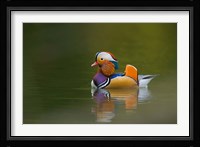 Wild Mandarin Duck, green lake, UK Fine Art Print