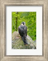 Wildlife, Peregrine Falcon Bird on Rock Fine Art Print