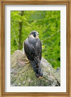 Wildlife, Peregrine Falcon Bird on Rock Fine Art Print