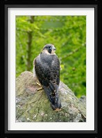Wildlife, Peregrine Falcon Bird on Rock Fine Art Print