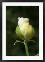 Californian tree poppy flower ready to bloom Fine Art Print