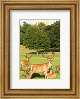 English red deer stags, Nottingham, England Fine Art Print