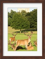 English red deer stags, Nottingham, England Fine Art Print