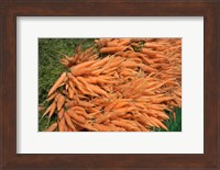 Carrots, England Fine Art Print