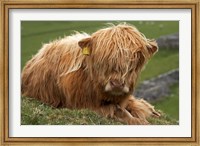 Highland cow, Farm animal, North Yorkshire, England Fine Art Print