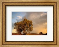 Trees after Rain and Rainbow, West Yorkshire, England Fine Art Print