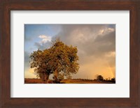 Trees after Rain and Rainbow, West Yorkshire, England Fine Art Print