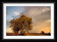 Trees after Rain and Rainbow, West Yorkshire, England Fine Art Print
