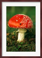 UK, Fly Agaric mushroom fungi Fine Art Print