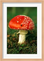 UK, Fly Agaric mushroom fungi Fine Art Print