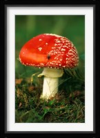 UK, Fly Agaric mushroom fungi Fine Art Print