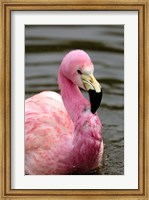Andean Flamingo, Tropical Bird, England Fine Art Print