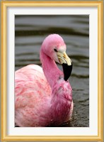 Andean Flamingo, Tropical Bird, England Fine Art Print