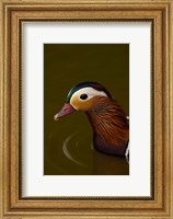 Mandarin Duck, England Fine Art Print